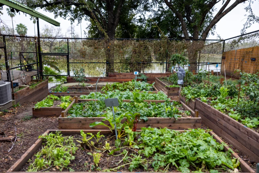 Raised planting beds in a tended garden