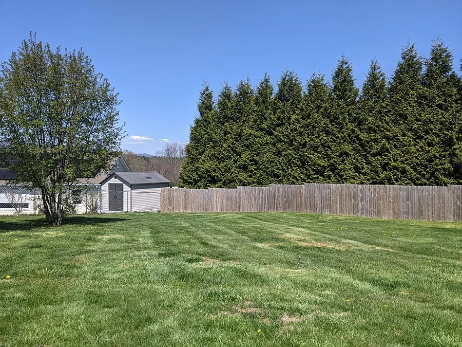 A green backyard lawn bordered by tall hedges